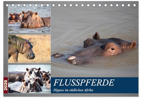 Hippos im südlichen Afrika (Tischkalender 2026 DIN A5 quer), CALVENDO Monatskalender: Flusspferde (CALVENDO Tiere)