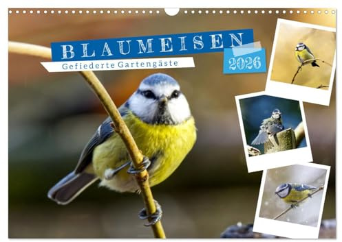 Gefiederte Gartengäste, Blaumeisen (Wandkalender 2026 DIN A3 quer), CALVENDO Monatskalender: Lieblingsvögel in unseren Gärten. (CALVENDO Tiere)