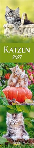 Katzen Langplaner 2027: Langplaner