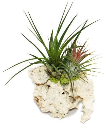 Exotenherz - Tillandsien auf Sansibar-Rock - L - 2 Pflanzen