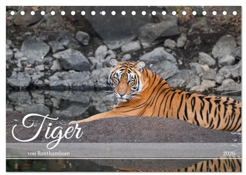 Tiger von Ranthambore (Tischkalender 2026 DIN A5 quer), CALVENDO Monatskalender: Wilde Raubkatzen hautnah (CALVENDO Tiere)