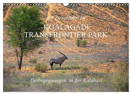 Auf Pirschfahrt im Kgalagadi Transfrontier Park (Wandkalender 2026 DIN A3 quer), CALVENDO Monatskalender: Als Selbstfahrer die faszinierende Tiervielfalt erleben (CALVENDO Natur)