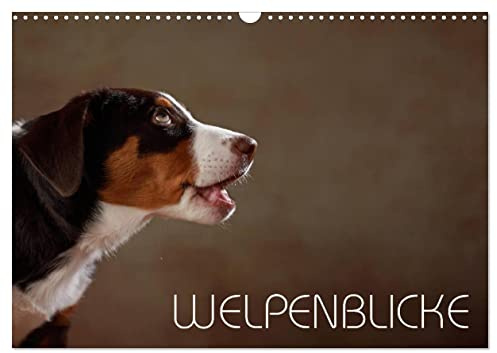 Welpenblicke (Wandkalender 2026 DIN A3 quer), CALVENDO Monatskalender: Welpenblicke mit der Kamera eingefangen (CALVENDO Tiere)