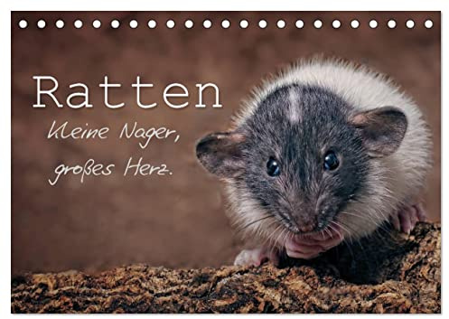 Ratten. Kleine Nager, großes Herz. (Tischkalender 2026 DIN A5 quer), CALVENDO Monatskalender: Beeindruckende Aufnahmen der intelligenten und ... Sie durch das ganze Jahr. (CALVENDO Tiere)