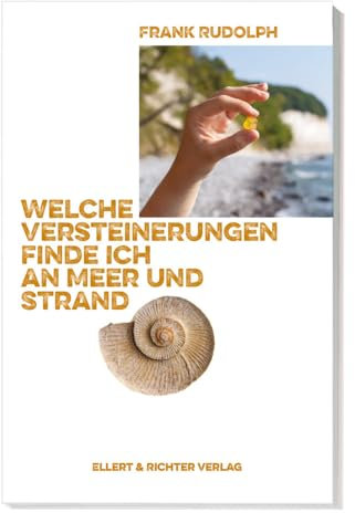 Welche Versteinerungen finde ich an Meer und Strand
