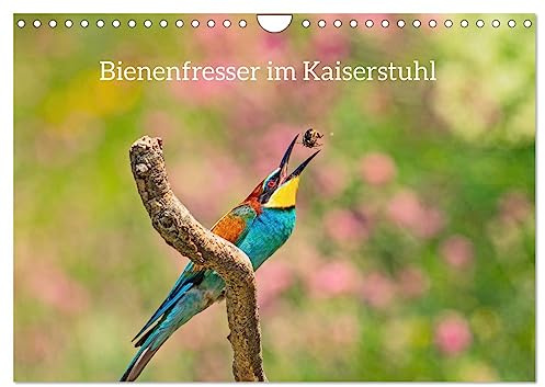 Bienenfresser im Kaiserstuhl (Wandkalender 2026 DIN A4 quer), CALVENDO Monatskalender (CALVENDO Tiere)