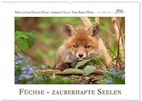 Füchse - zauberhafte Seelen (Wandkalender 2026 DIN A2 quer), CALVENDO Monatskalender: Füchse - beeindruckende Bilder begleiten Sie durch das Jahr (CALVENDO Tiere)