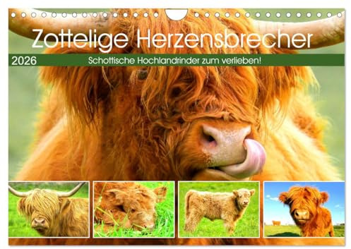 Zottelige Herzensbrecher. Schottische Hochlandrinder zum Verlieben (Wandkalender 2026 DIN A4 quer), CALVENDO Monatskalender: Die robusten und genügsamen Schönheiten aus Schottland (CALVENDO Tiere)