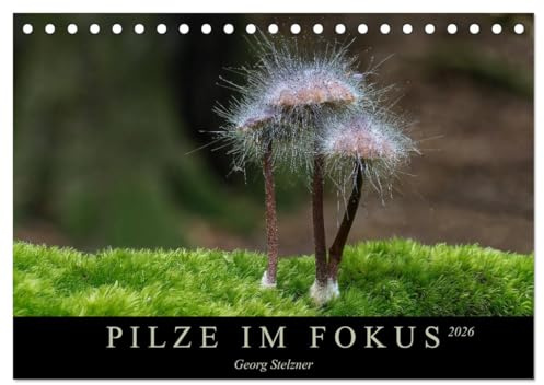 PILZE IM FOKUS 2026 (Tischkalender 2026 DIN A5 quer), CALVENDO Monatskalender: Einheimische Pilze in eindrucksvollen Nahaufnahmen (CALVENDO Natur)