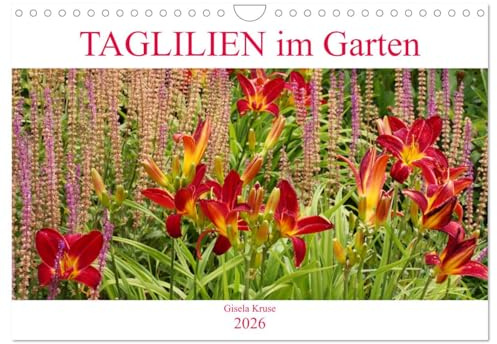 Taglilien im Garten (Wandkalender 2026 DIN A4 quer), CALVENDO Monatskalender: Ein Potpourri schöner Hemerocallis (CALVENDO Natur)