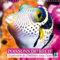 Explosion de couleurs sous la mer : poissons du récif 2016: Poissons et coraux (Calvendo Animaux)