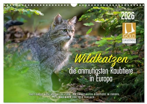 Wildkatzen - die anmutigsten Raubiere in Europa. (Wandkalender 2026 DIN A3 quer), CALVENDO Monatskalender: Wunderschöne Fotos aus dem Leben unserer ... Mehr unter ingogerlach.com. (CALVENDO Tiere)