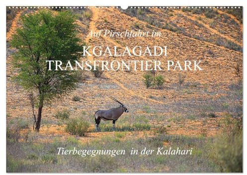 Auf Pirschfahrt im Kgalagadi Transfrontier Park (Wandkalender 2026 DIN A2 quer), CALVENDO Monatskalender: Als Selbstfahrer die faszinierende Tiervielfalt erleben (CALVENDO Natur)