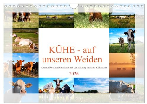 Kühe - auf unseren Weiden (Wandkalender 2026 DIN A4 quer), CALVENDO Monatskalender: Nutztierrassen in Deutschland, dieser Kalender zeigt einige Kuh ... der Weidehaltung. (CALVENDO Tiere)