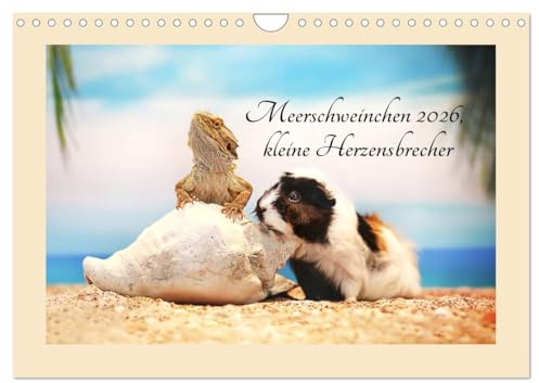 Meerschweinchen 2026, kleine Herzensbrecher (Wandkalender 2026 DIN A4 quer), CALVENDO Monatskalender: Für die Liebhaber von Meerschweinchen und alle, die es werden wollen (CALVENDO Tiere)