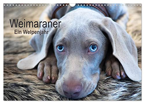 Weimaraner - Ein Welpenjahr (Wandkalender 2026 DIN A3 quer), CALVENDO Monatskalender: Das erste Lebensjahr eines Weimaraners (CALVENDO Tiere)