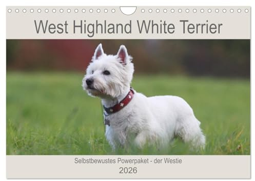 West Highland White Terrier - Selbstbewustes Powerpaket - der Westie (Wandkalender 2026 DIN A4 quer), CALVENDO Monatskalender: Kleine weiße ... festgehalten worden. (CALVENDO Tiere)