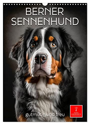 Berner Sennenhund - gutmütig und treu (Wandkalender 2026 DIN A3 hoch), CALVENDO Monatskalender: Berner Sennenhunde - heißgeliebte Familien Wachhunde (CALVENDO Tiere)