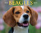 Just Beagles 2014 Calendar