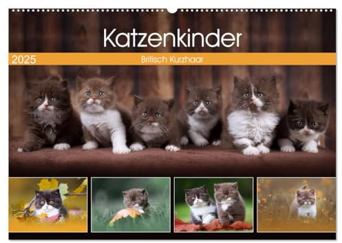 Katzenkinder - Britisch Kurzhaar (Wandkalender 2025 DIN A2 quer), CALVENDO Monatskalender: Katzenkalender mit traumhaften Fotos kleiner Britenkinder. (CALVENDO Tiere)