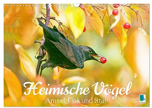 Amsel, Fink und Star: Heimische Vögel (Wandkalender 2026 DIN A3 quer), CALVENDO Monatskalender: So vielfältig ist die heimische Vogelwelt (CALVENDO Tiere)