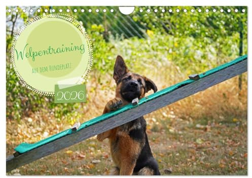 Welpentraining auf dem Hundeplatz (Wandkalender 2026 DIN A4 quer), CALVENDO Monatskalender: Schäferhundwelpe Poison beim Training (CALVENDO Tiere)