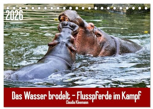 Das Wasser brodelt - Flusspferde im Kampf (Tischkalender 2026 DIN A5 quer), CALVENDO Monatskalender: Eines der gefährlichsten Tiere der Welt im Kampf (CALVENDO Tiere)