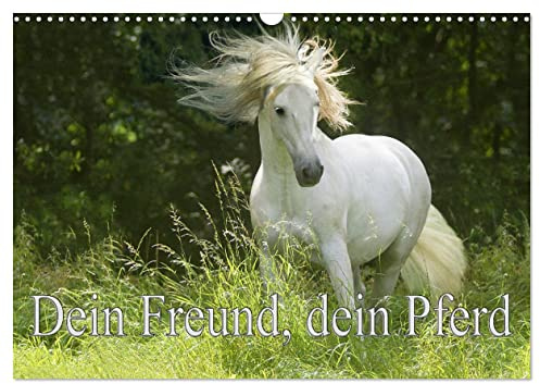 Dein Freund, dein Pferd (Wandkalender 2026 DIN A3 quer), CALVENDO Monatskalender: Zum richtigem Zeitpunkt mit dem Besitzer des Pferdes auf der Koppel zu sein. (CALVENDO Tiere)