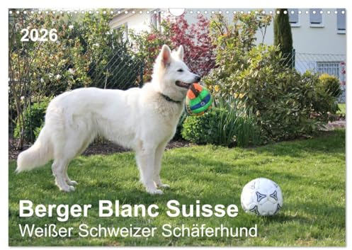 Berger Blanc Suisse - Weißer Schweizer Schäferhund (Wandkalender 2026 DIN A3 quer), CALVENDO Monatskalender: Sportlich, gelehriger Hund mit sozialer Kompetenz. (CALVENDO Tiere)