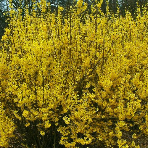 1 X FORSYTHIA 'Weekend' DECIDUOUS Shrub Hardy Garden Plant in Pot