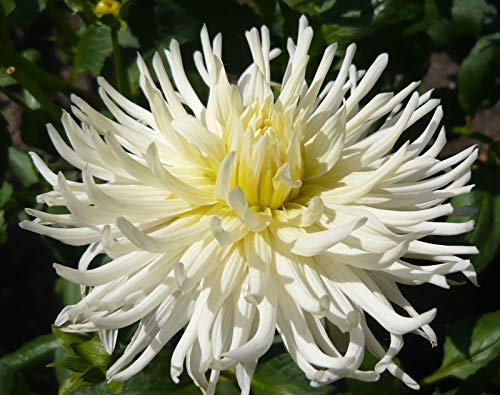 Dahlia Cactus Bulb/Tuber 'White Star' Quality WPC Prins Summer Bulbs