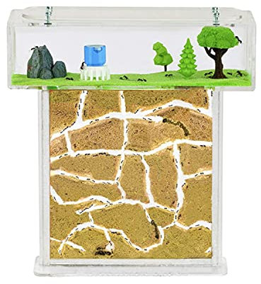 Anthouse.es - Hormiguero Natural de Arena | Kit T Acrílico 15x15x1,5 cm | Hormigas Incluidas