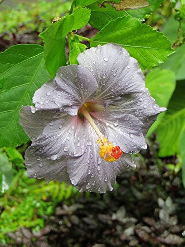 200 Stück 24 Farben Bonsai Hibiscus Blumensamen Hardy, Mischungsfarbe, DIY Hausgarten-Topfpflanze Pflanze, Bonsai-Samen Blume