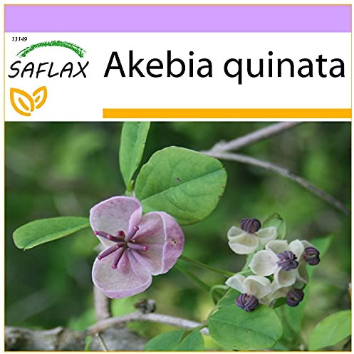 SAFLAX - Chocolate Vine - 10 Seeds - Akebia quinata