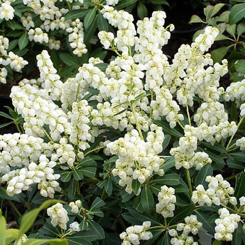 1 X PIERIS 'Debutante' Evergreen Shrub Hardy Garden Plant in Pot