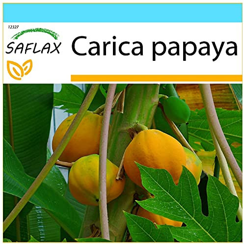 SAFLAX - Geschenk Set - Tropischer Melonenbaum/Papaya - 30 Samen - Mit Geschenk- / Versandbox, Versandaufkleber, Geschenkkarte und Anzuchtsubstrat - Carica papaya