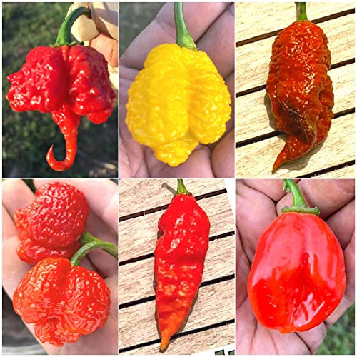 60 Semi dei 6 PEPERONCINI PIU’ PICCANTI DEL MONDO, Coll. 6 + Guida: CAROLINA REAPER RED, MORUGA SCORPION CARAMEL, JAY ORANGE GHOST SCORPION, MUSTARD BHUTLAH, HABALOKIA RED, HABANERO FATALII