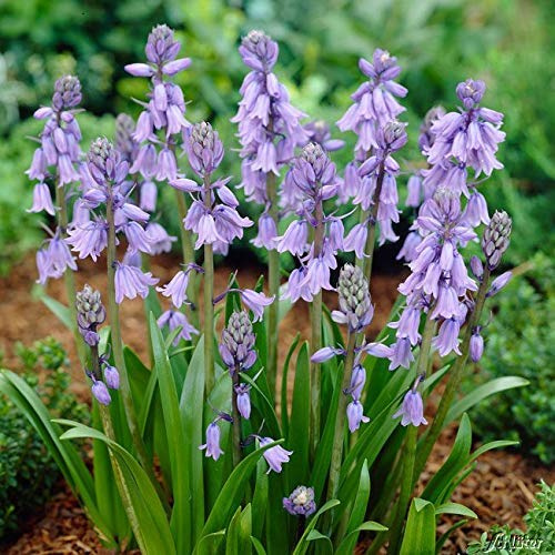 Waldhyazinthe 'Blau' - 10 Stück