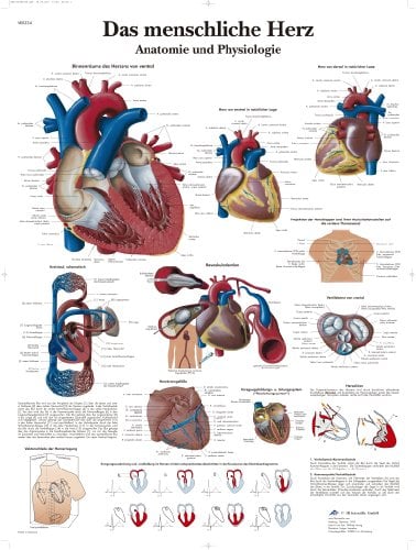 3B Scientific Lehrtafel - Das menschliche Herz - Anatomie und Physiologie, VR0334UU