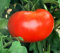 50 Big Boy Hybrid Tomatensamen - My Secret Gardens