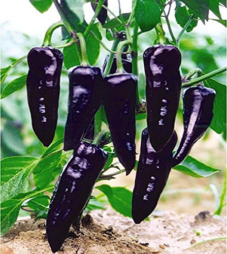150pcs 16 Farbe Mixed Gelb Rot Grün Weiß Mix süße Glocke Hot Pepper Samen Gemüse Paprika Seed * Home Garten Chilli Pflanzen