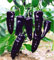 150pcs 16 Farbe Mixed Gelb Rot Grün Weiß Mix süße Glocke Hot Pepper Samen Gemüse Paprika Seed * Home Garten Chilli Pflanzen