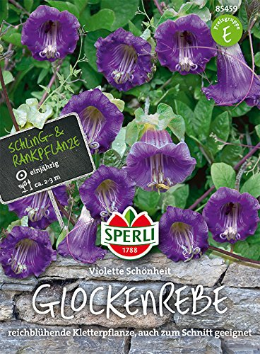 Glockenreben, Violette Schönheit