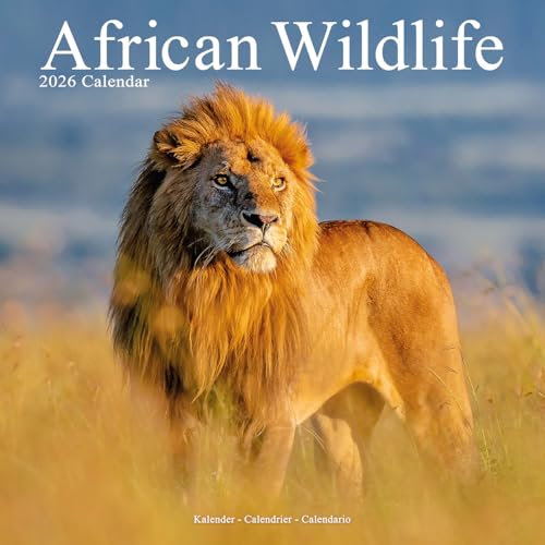 African Wildlife 2026 Calendar | Square Wall Calendar | Animal Gift | Plastic Free Packaging | by Avonside Publishing