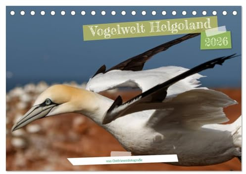 Vogelwelt Helgoland - von Ostfriesenfotografie (Tischkalender 2026 DIN A5 quer), CALVENDO Monatskalender: Helgolands Vogelwelt, fotografisch festgehalten (CALVENDO Tiere)