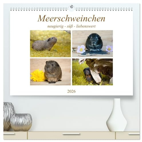 MEERSCHWEINCHEN neugierig - süß - liebenswert (hochwertiger Premium Wandkalender 2026 DIN A2 quer), Kunstdruck in Hochglanz: Glatthaar-Meerschweinchen (CALVENDO Tiere)