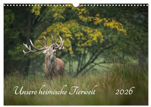 Unsere heimische Tierwelt (Wandkalender 2026 DIN A3 quer), CALVENDO Monatskalender: Das Rhein-Main Gebiet und seine atemberaubend schöne Tierwelt (CALVENDO Tiere)