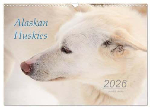 Alaskan Huskies (Wandkalender 2026 DIN A3 quer), CALVENDO Monatskalender: Alaskan Huskies auf einer Hundeschlittenfarm im Norden Norwegens. (CALVENDO Tiere)