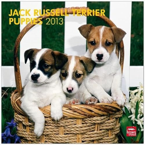 Jack Russell Terrier Puppies 2013: Jack Russell Terrier Welpen (Wall-Kalender)