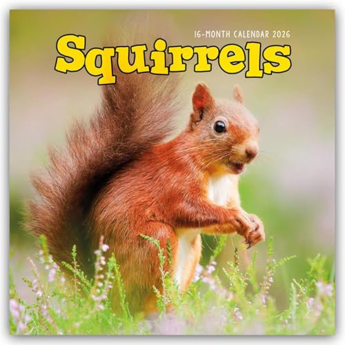 Squirrels – Eichhörnchen 2026 – Wand-Kalender: Original Carousel-Kalender [Mehrsprachig] [Kalender] (Wall-Kalender)